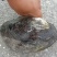 河蚌