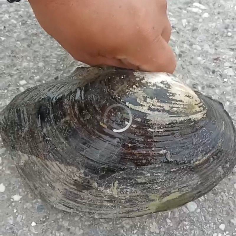 河蚌