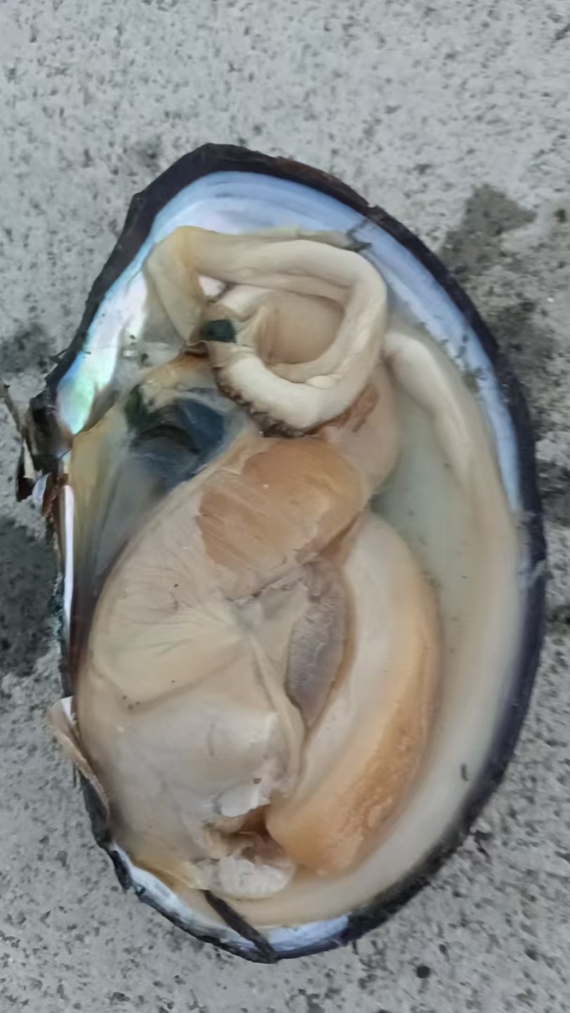 河蚌
