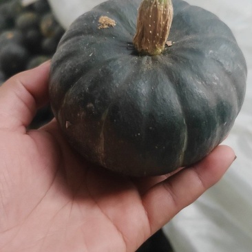 黑贝贝