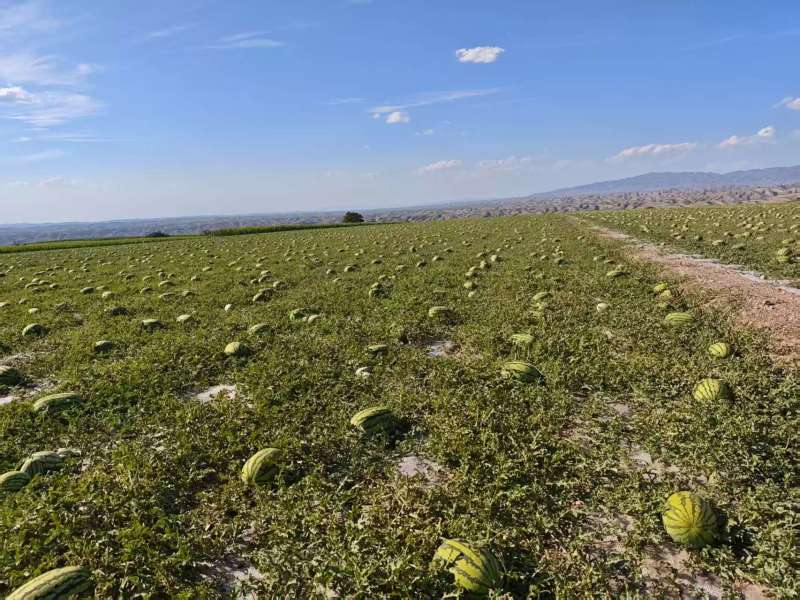 硒砂瓜甘肃西瓜产地直供现摘现发质量三包对接全国