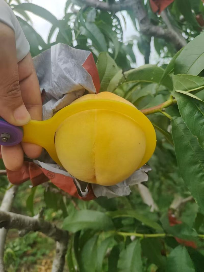湖北锦绣黄桃大量上市，皮毛好，甜度高