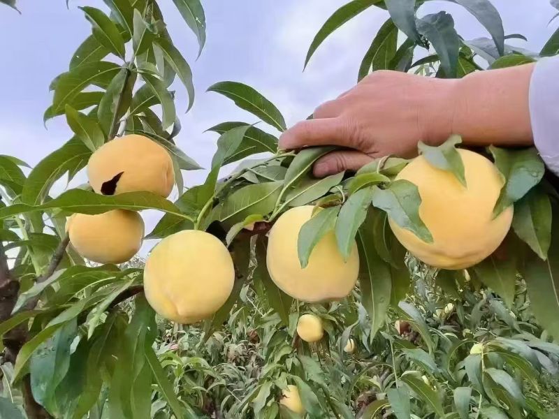 湖北锦绣黄桃大量上市，皮毛好，甜度高