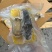 顶配佛跳墙方砖超大辽参大鲍鱼一包280G