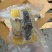 顶配佛跳墙方砖超大辽参大鲍鱼一包280G