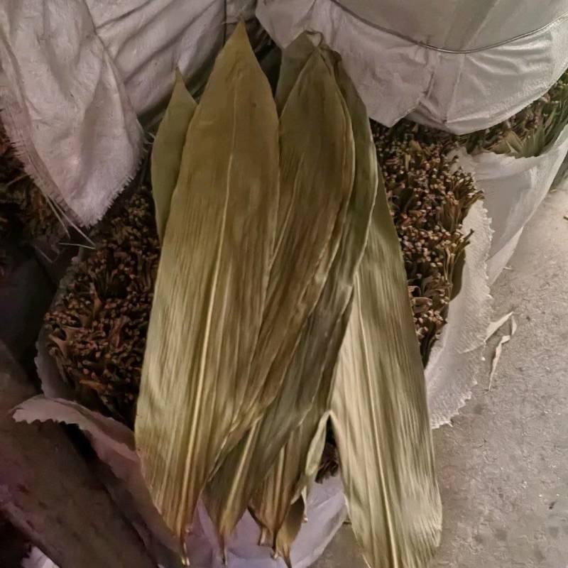 干粽叶干净无杂质今年新货品质好量大从优包粽子
