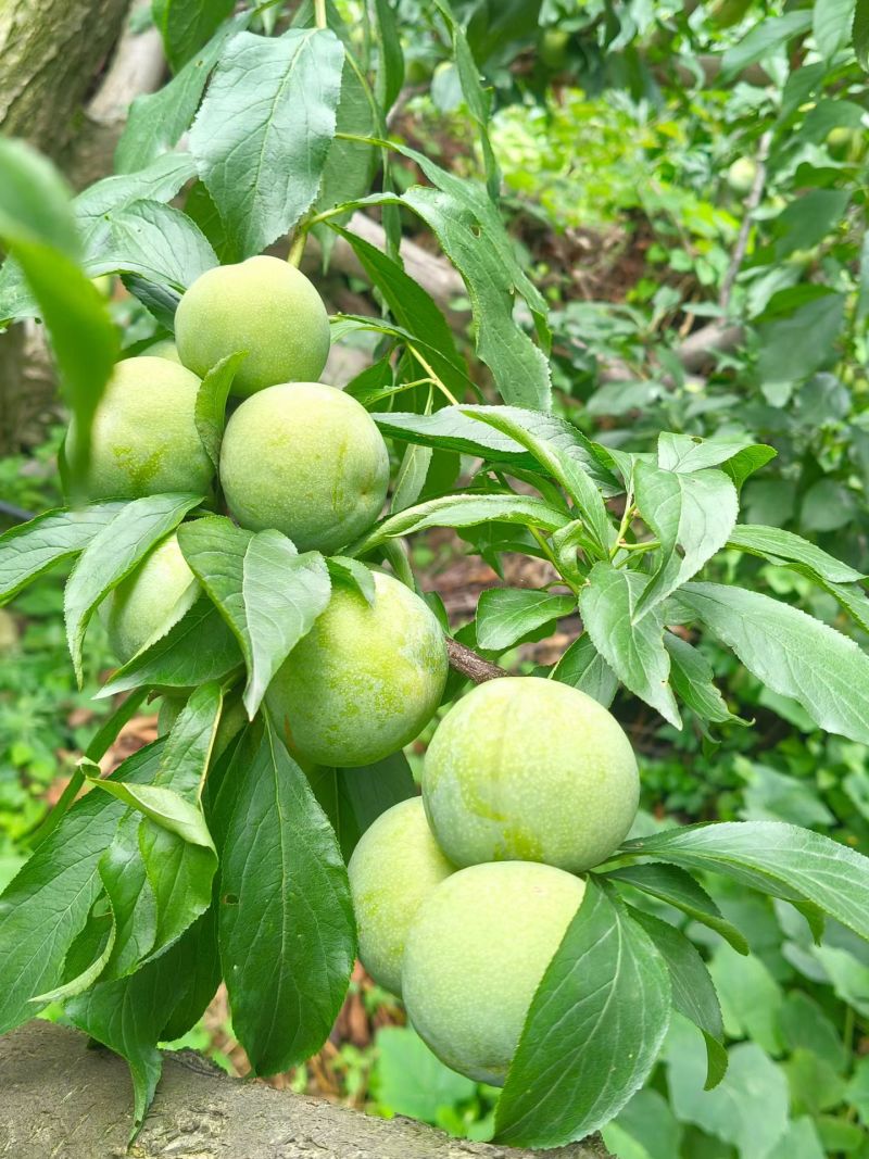 高山青脆李大量上市！