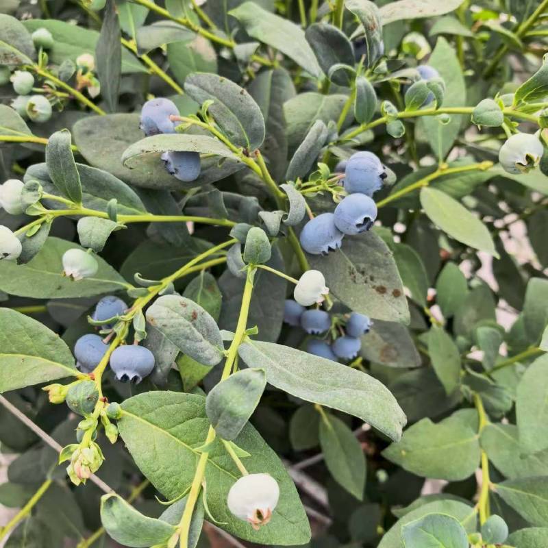 云南32蓝莓开始陆续上市了