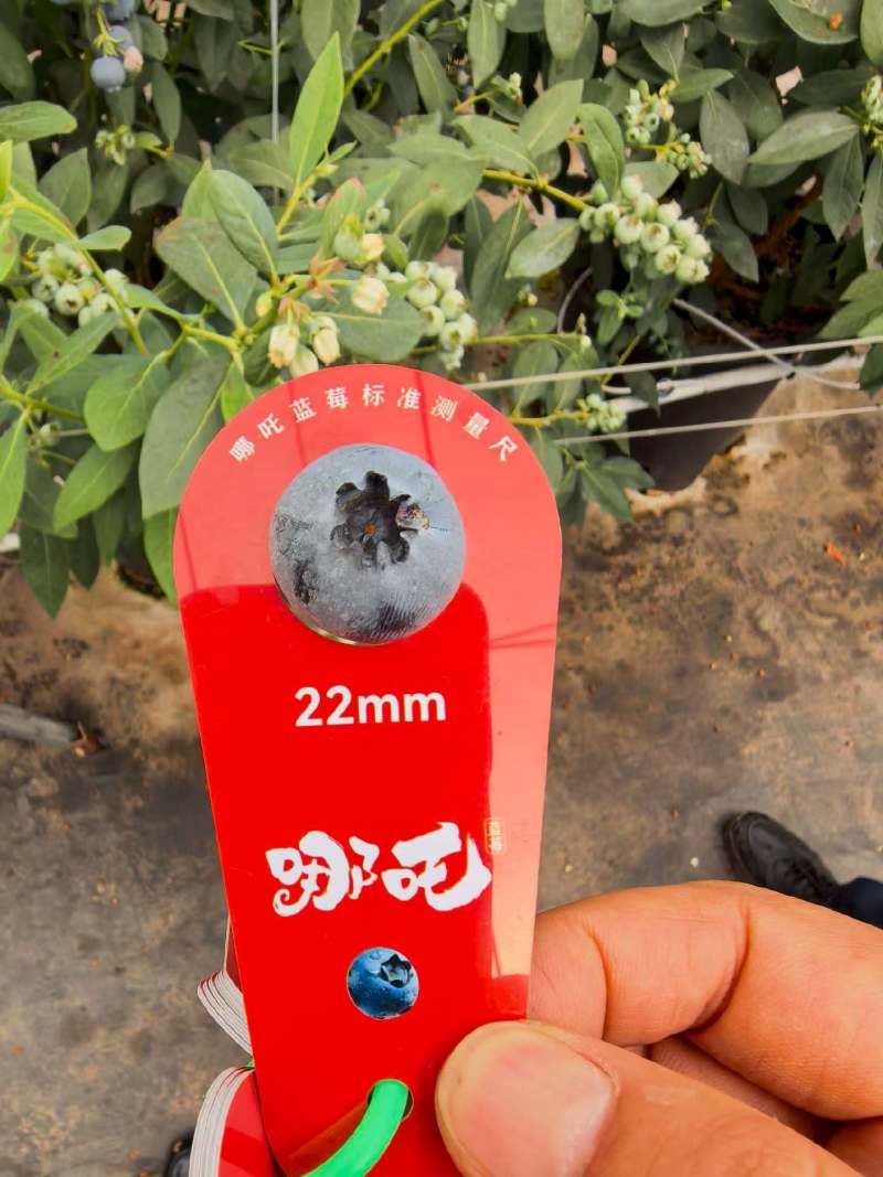 云南32蓝莓开始陆续上市了
