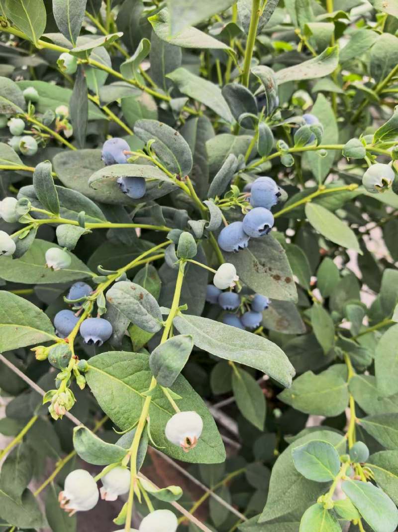 云南32蓝莓开始陆续上市了