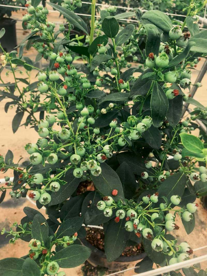 云南32蓝莓开始陆续上市了