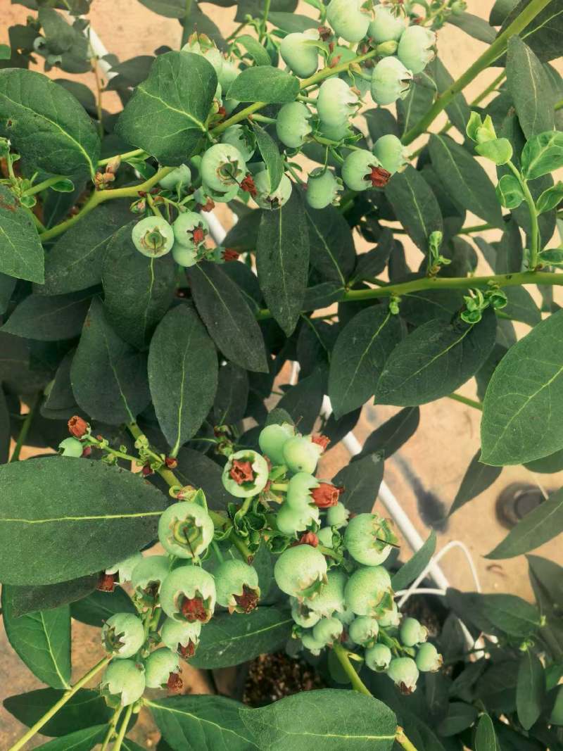 云南32蓝莓开始陆续上市了