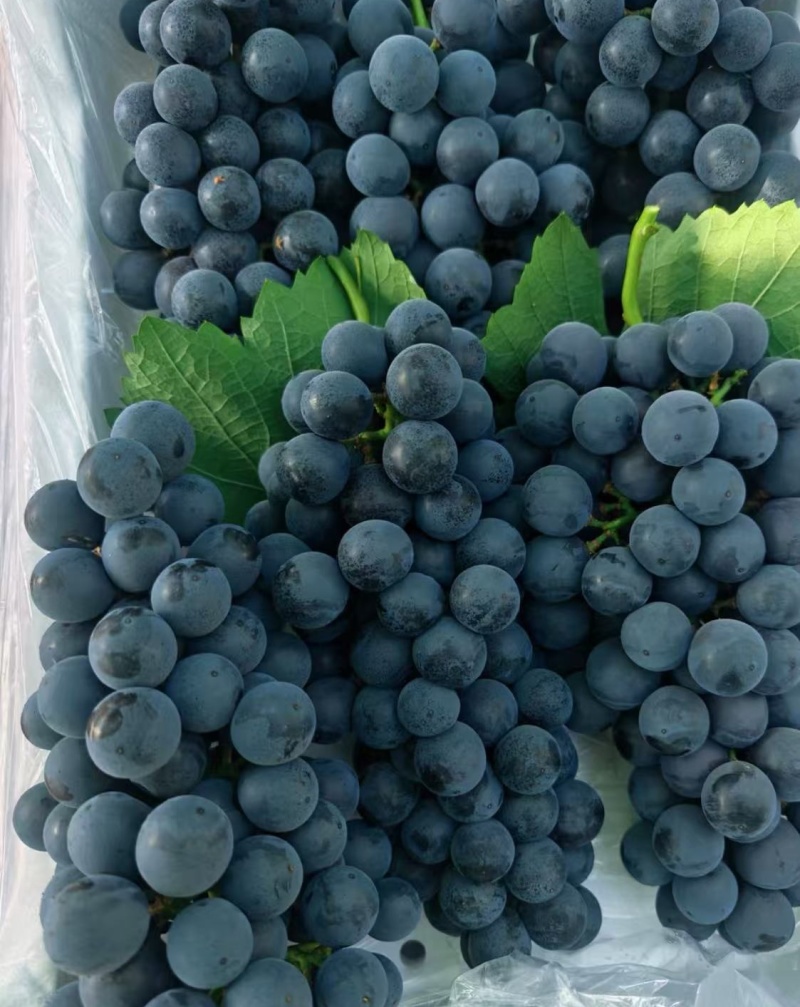 【夏黑葡萄】陕西葡萄/产地批发/现摘现发/对接批发～商超