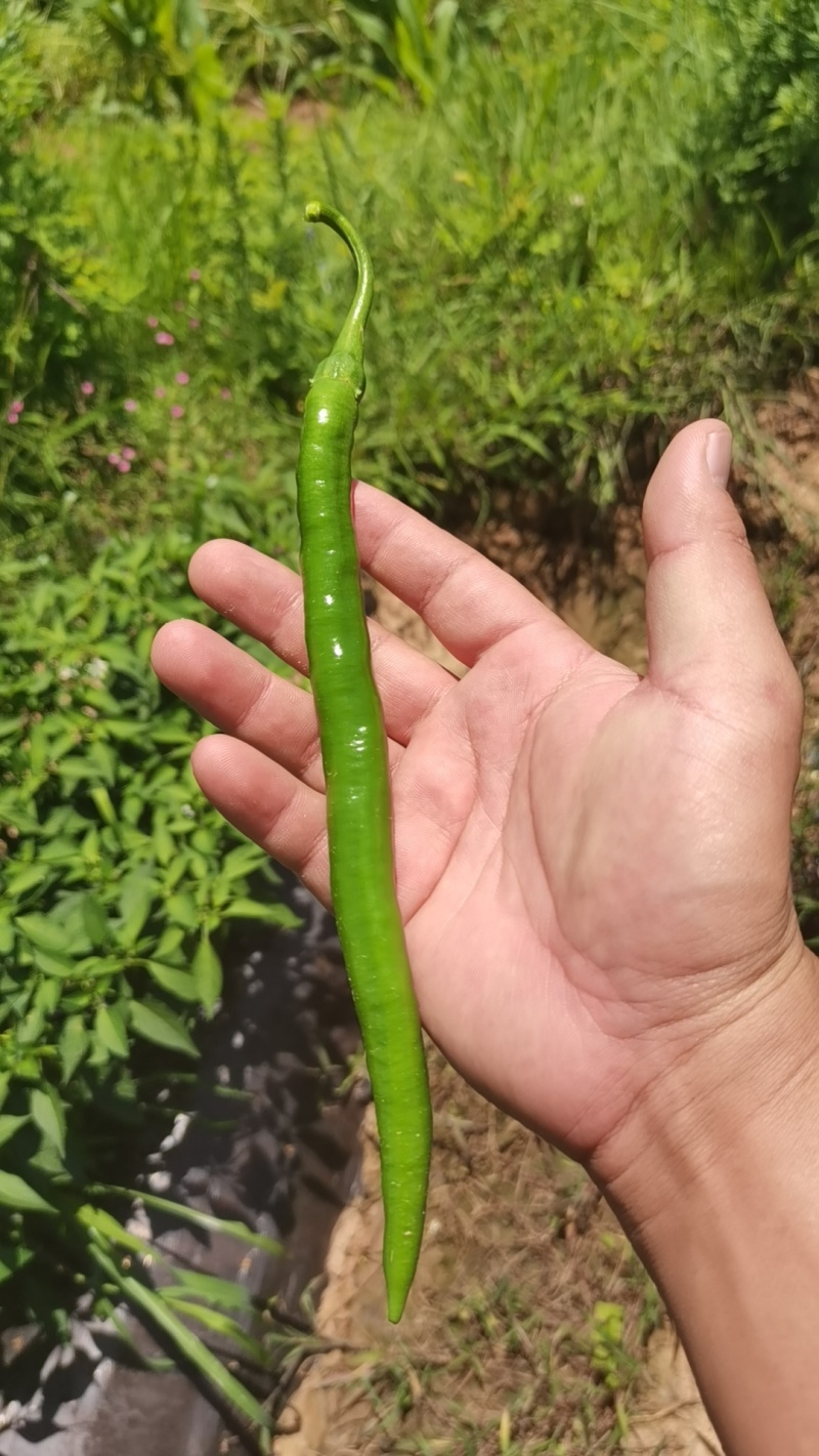 云南三号青线椒