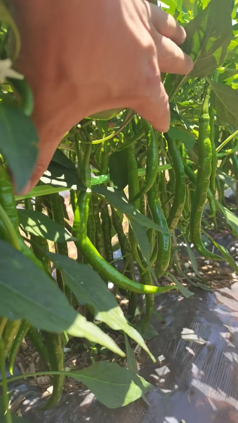 云南三号青线椒