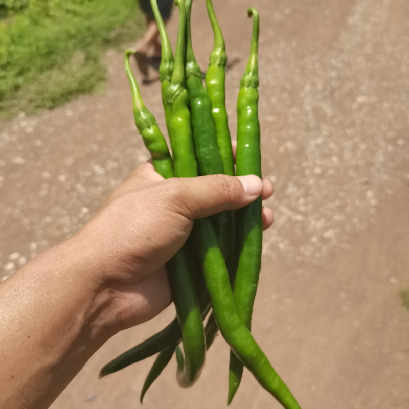 云南三号青线椒