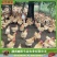 黄土鸡脱温鸡苗/半斤黄土鸡母/疫苗全部做好/成活率好饲养
