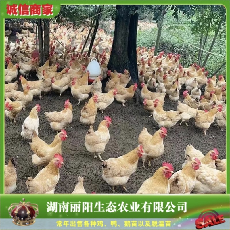 黄土鸡脱温鸡苗/半斤黄土鸡母/疫苗全部做好/成活率好饲养