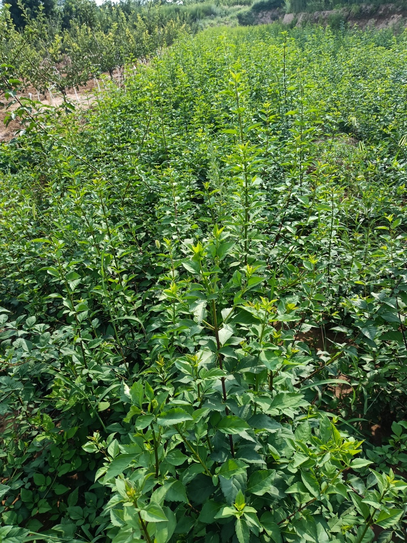 药用连翘大果苗