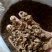 周口元胡品质保证诚信经营欢迎联系量大优惠