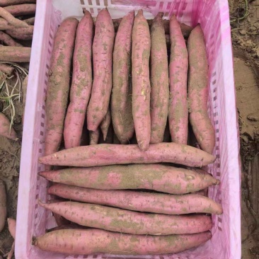秦薯5号板栗薯/陕西渭南大荔县基地供货/欢迎采购