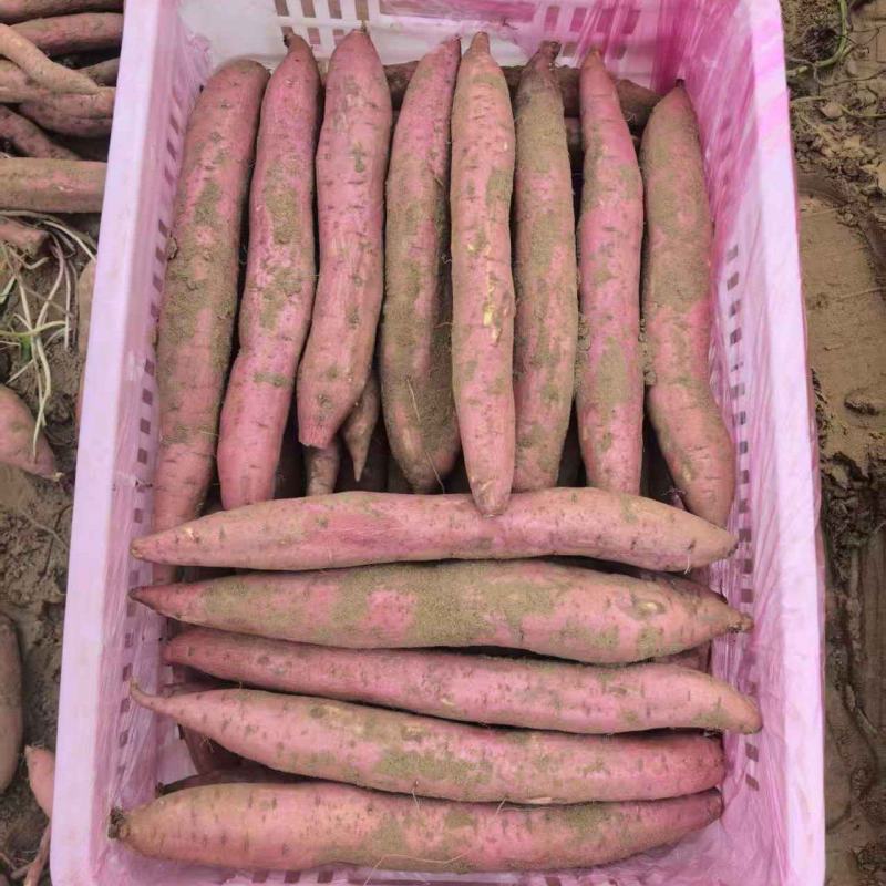 秦薯5号板栗薯/陕西渭南大荔县基地供货/欢迎采购