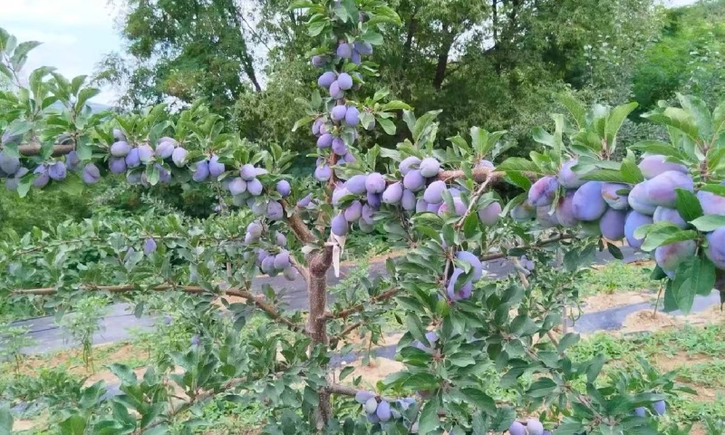 陕西周至西梅李蓝西梅法兰西梅基地直供量大从优