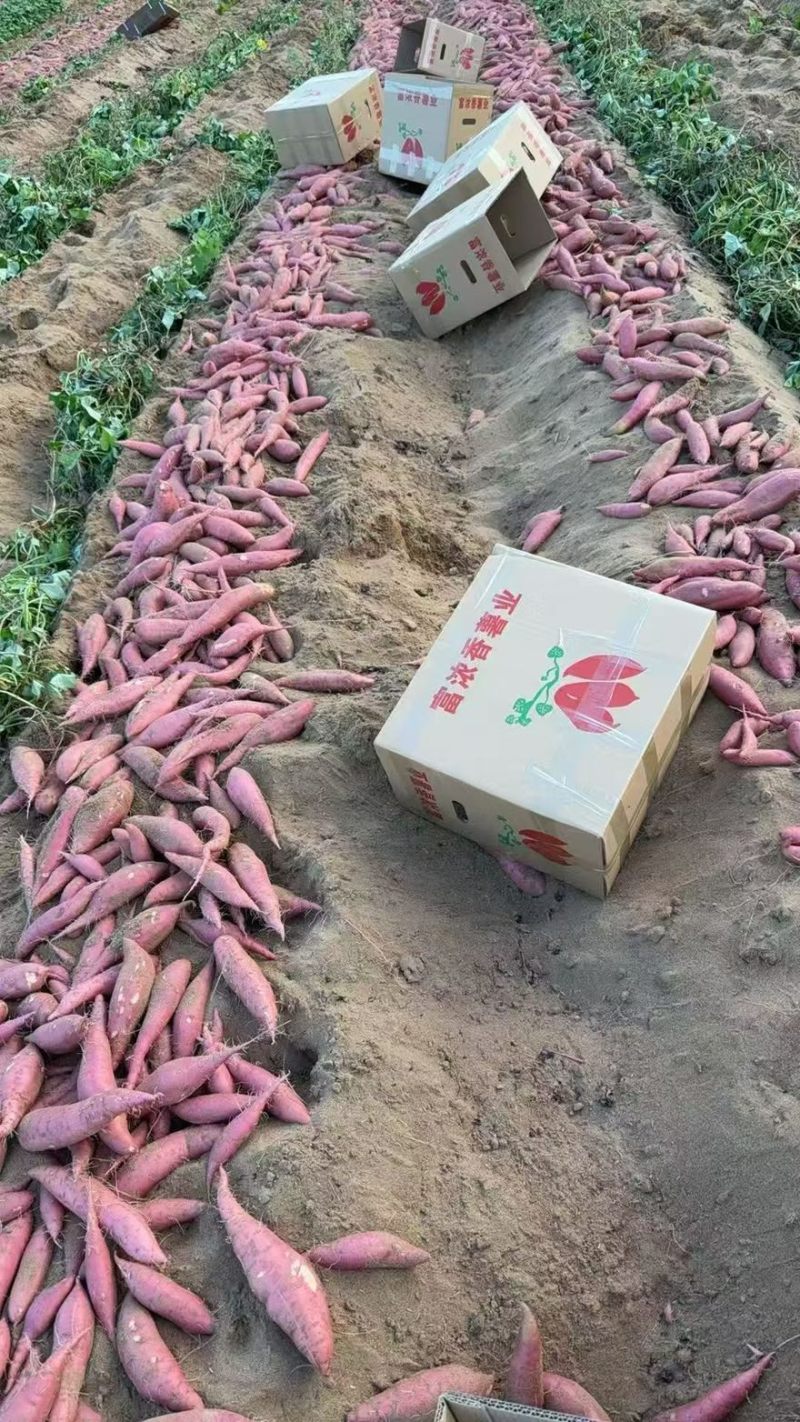 河南中牟县精品一级货西瓜红大量供应.