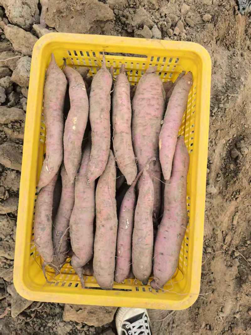 秦薯5号板栗薯/陕西渭南大荔县基地供货/欢迎采购