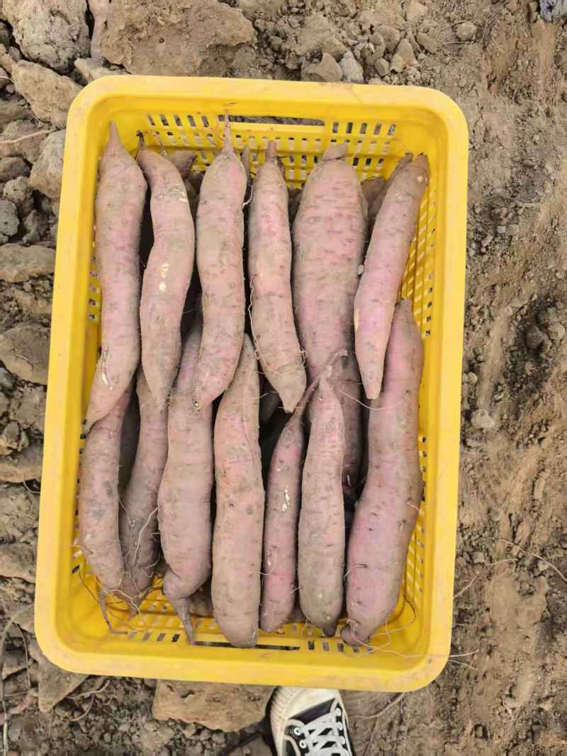 秦薯5号板栗薯/陕西渭南大荔县基地供货/欢迎采购