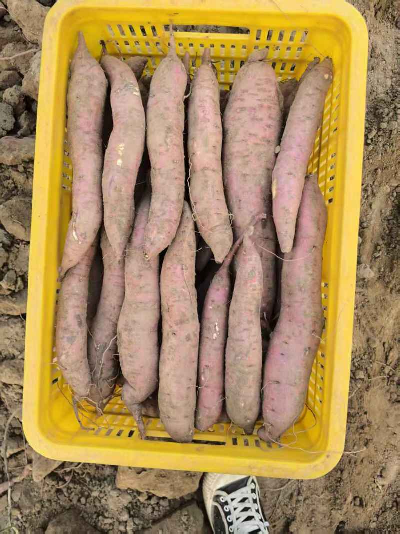秦薯5号板栗薯/陕西渭南大荔县基地供货/欢迎采购