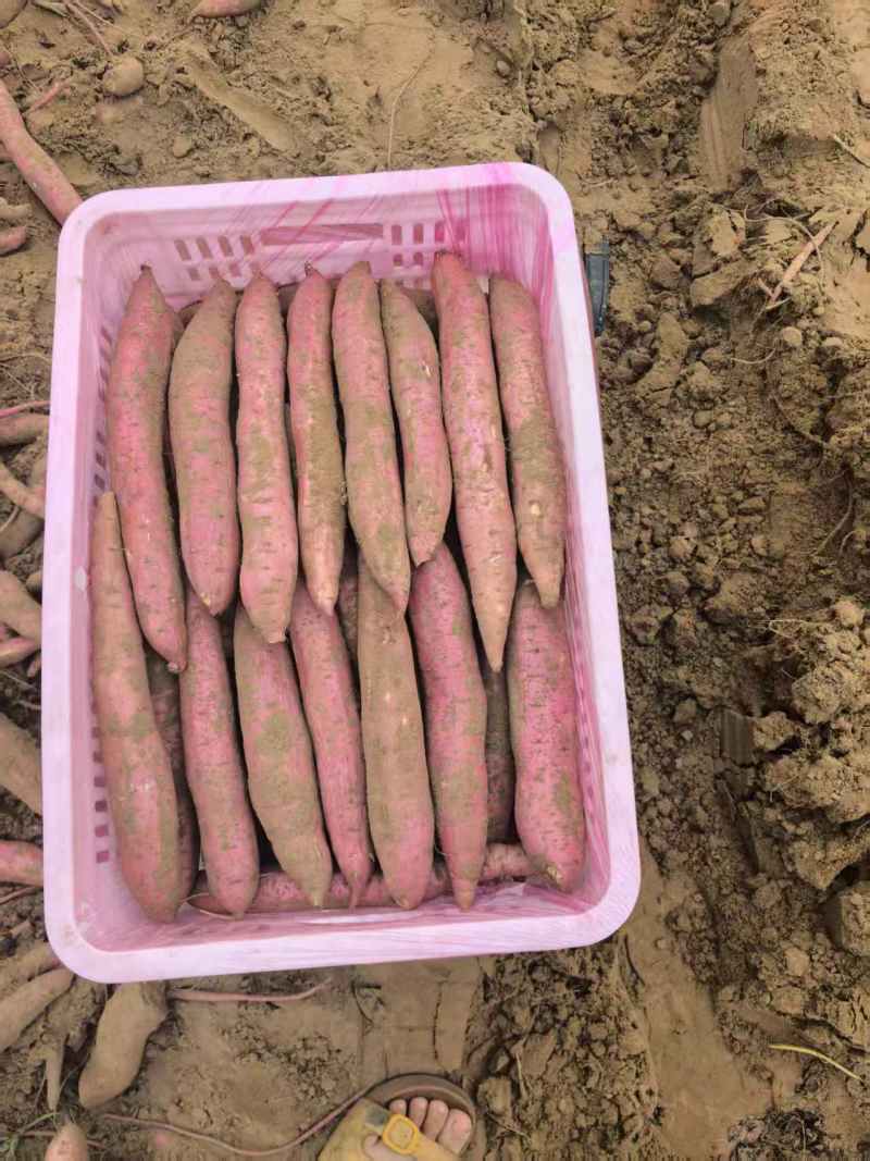 秦薯5号板栗薯/陕西渭南大荔县基地供货/欢迎采购