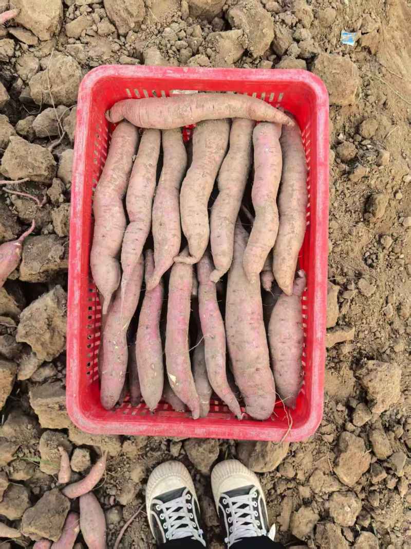秦薯5号板栗薯/陕西渭南大荔县基地供货/欢迎采购