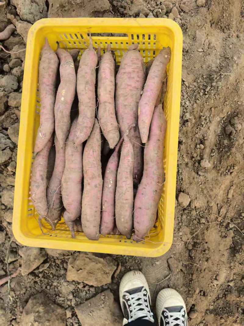 秦薯5号板栗薯/陕西渭南大荔县基地供货/欢迎采购