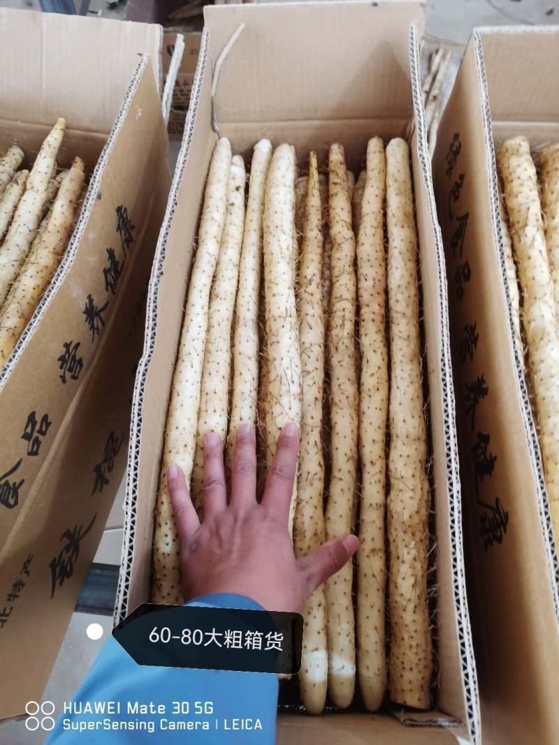 小白嘴，铁棍，双棒，山药产地直供，规格包装齐全，全年供应