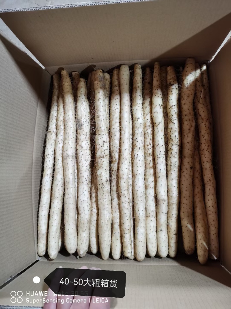 小白嘴，铁棍，双棒，山药产地直供，规格包装齐全，全年供应