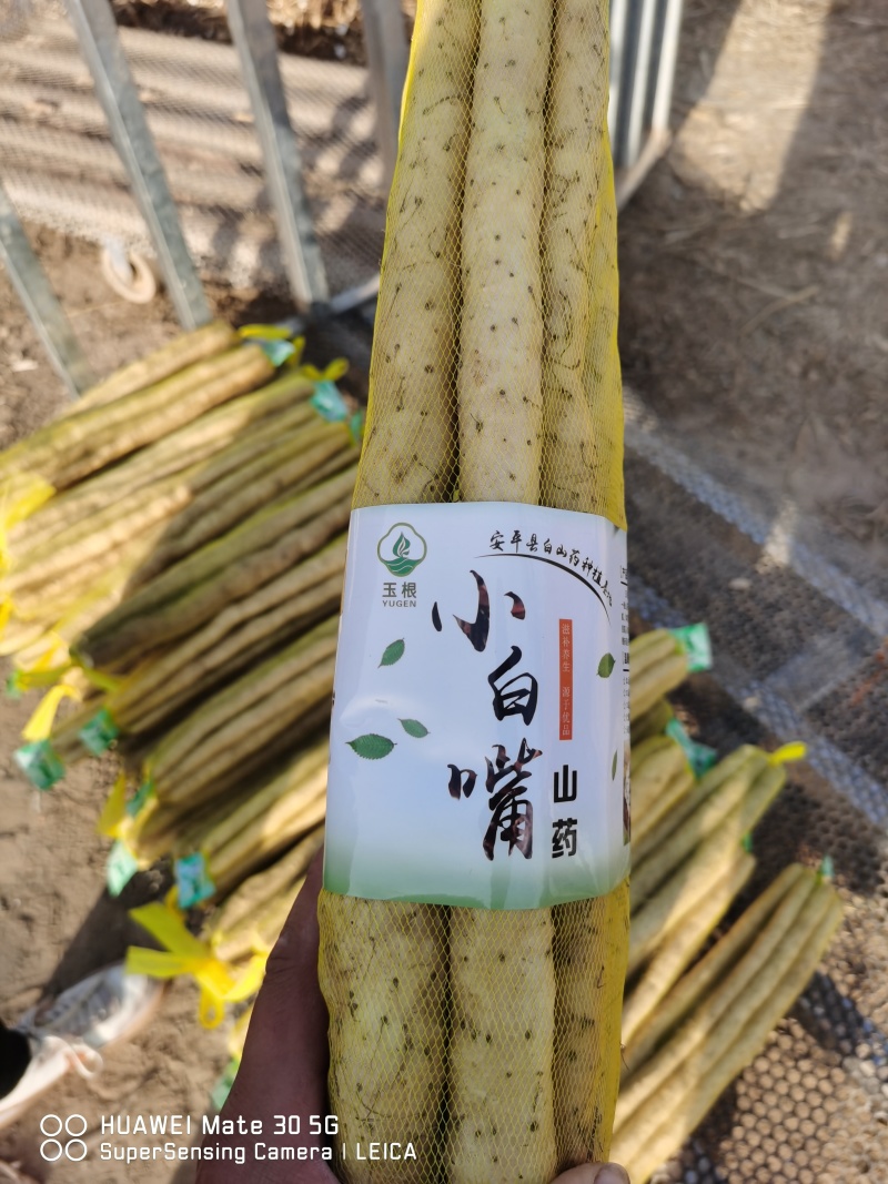 小白嘴，铁棍，双棒，山药产地直供，规格包装齐全，全年供应