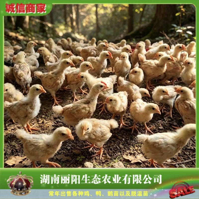 黄土鸡脱温鸡苗/半斤黄土鸡母/疫苗全部做好/成活率好饲养