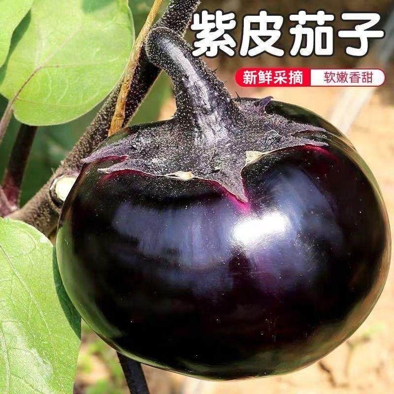 山东圆茄新鲜采摘源头供货支持一件代发