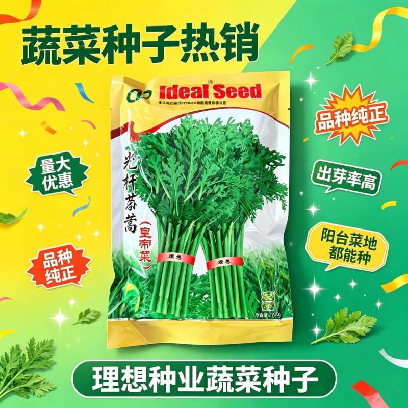 光杆茼蒿种子皇帝菜种籽茎直立耐热耐寒大田基地大面积种植