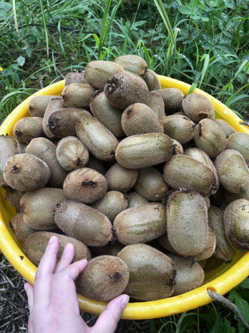 精品湖南产地绿心猕猴桃，新鲜采摘发货，支持分拣打包