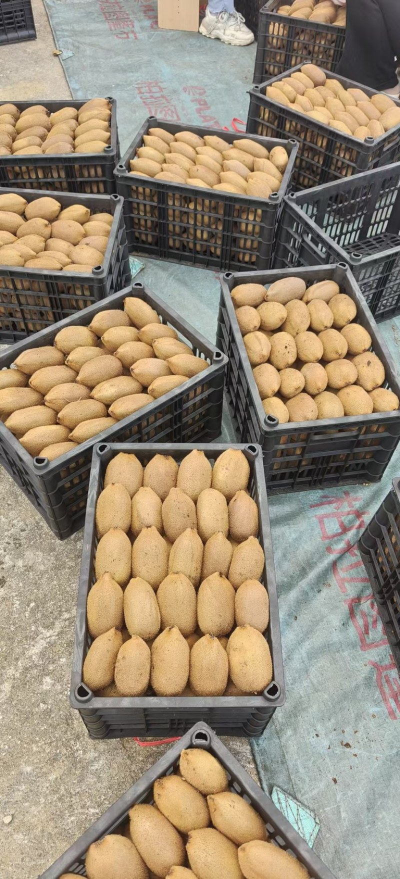 精品湖南产地绿心猕猴桃，新鲜采摘发货，支持分拣打包