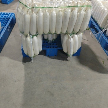 陕西精品白萝卜