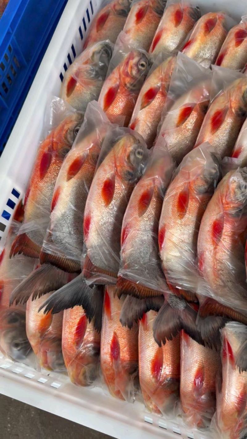 红鲳鱼