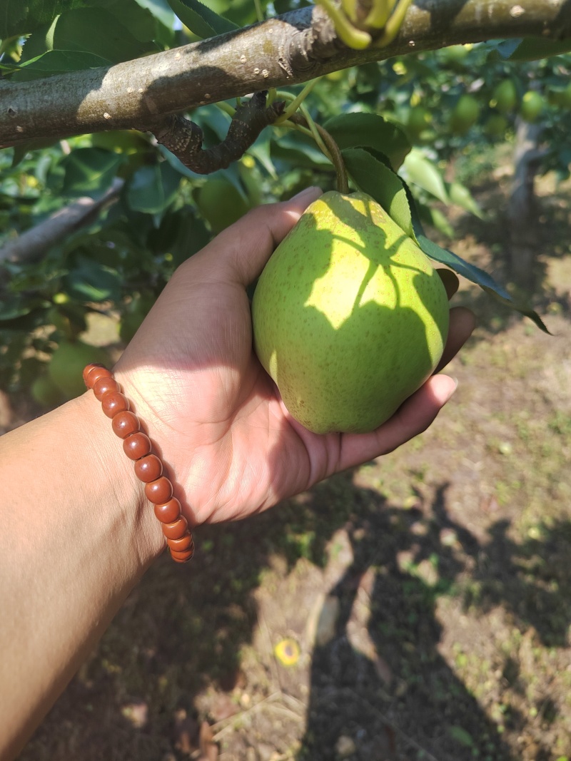 大量早金酥上市了，皮薄脆甜