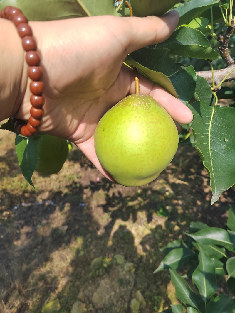 大量早金酥上市了，皮薄脆甜