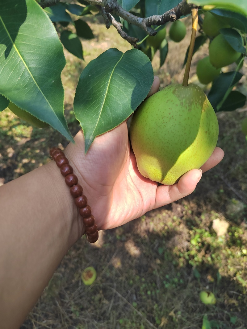 大量早金酥上市了，皮薄脆甜