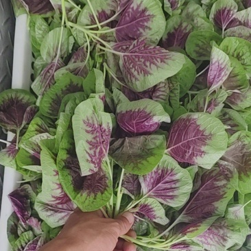 【实力推荐】苋菜红苋菜米线头几十万斤品质保障先到先得对