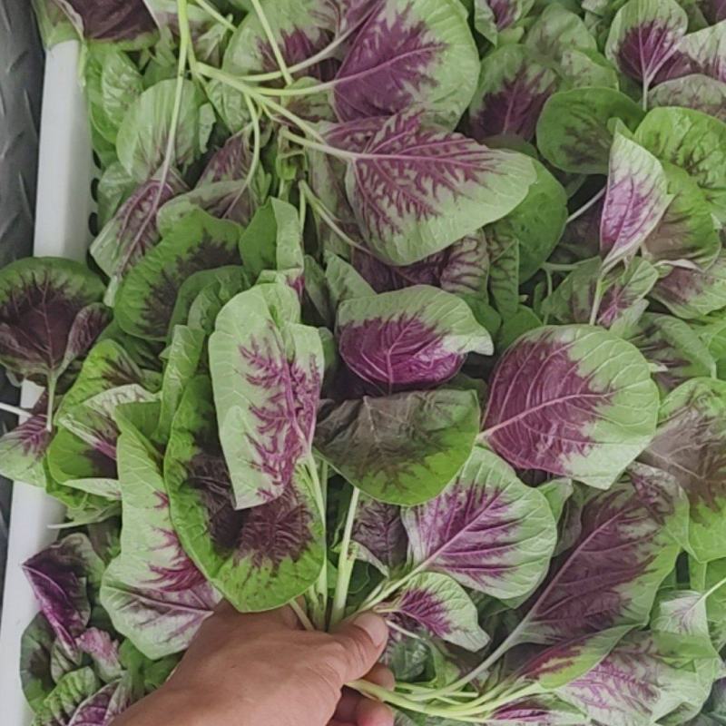 【实力推荐】苋菜红苋菜米线头几十万斤品质保障先到先得对