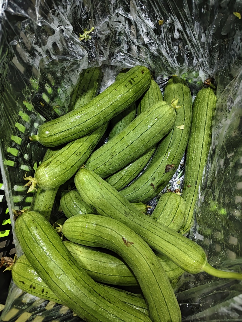 油丝瓜，多种规格，货不多，来抢吧